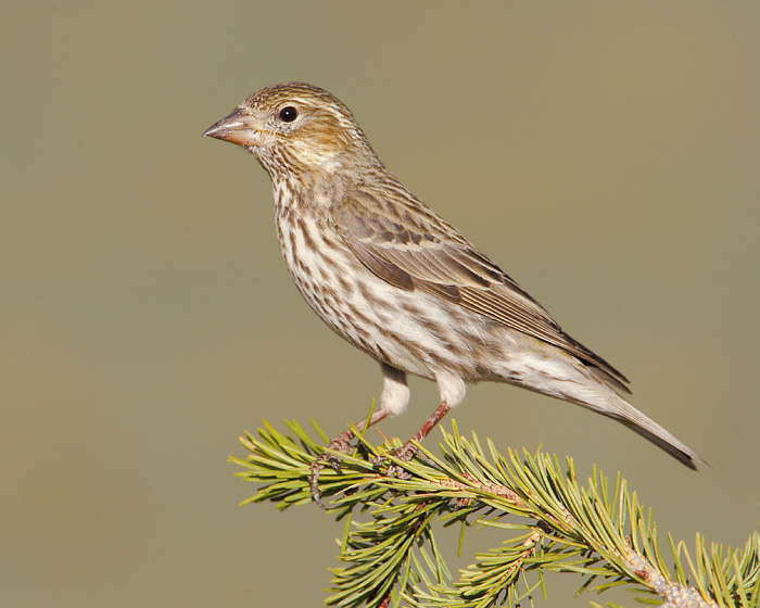 Cassin's Finch