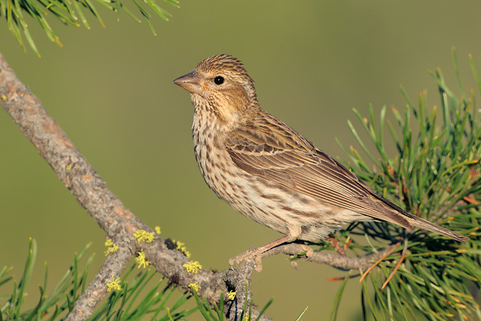 Cassin's Finch