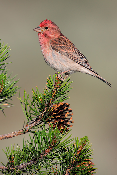 Cassin's Finch