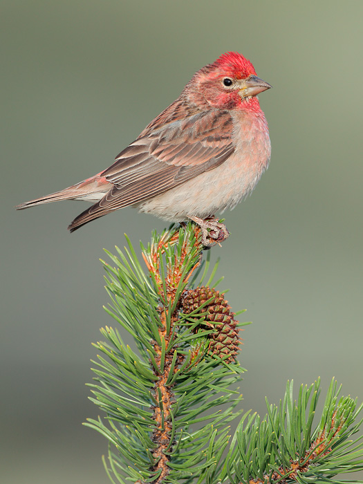 Cassin's Finch