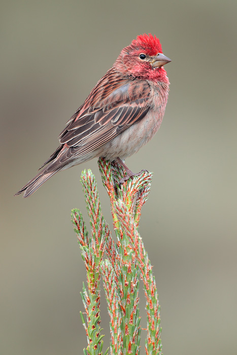 Cassin's Finch