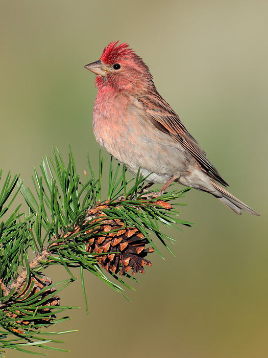 Cassin's Finch