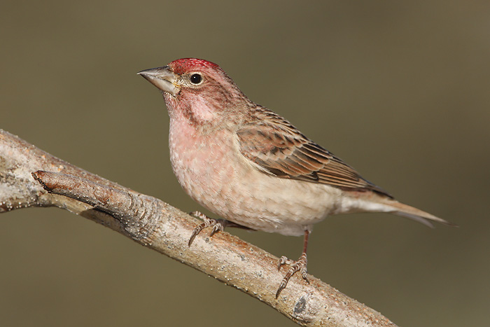 Cassin's Finch