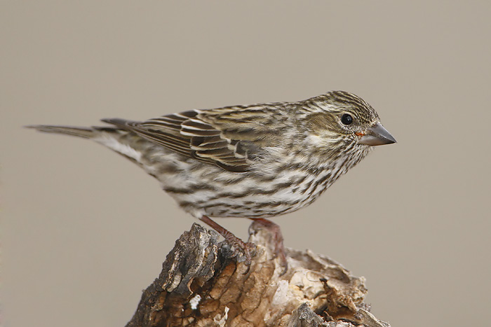 Cassin's Finch