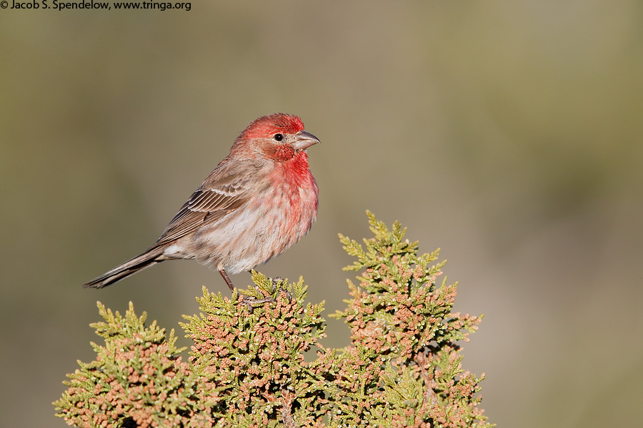 House Finch