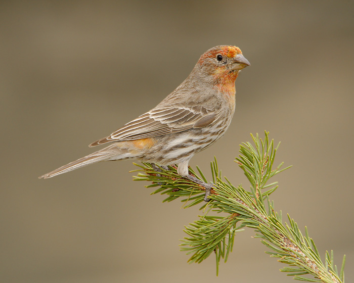 House Finch