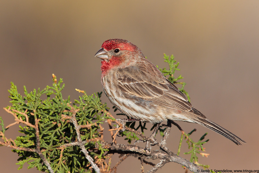 House Finch