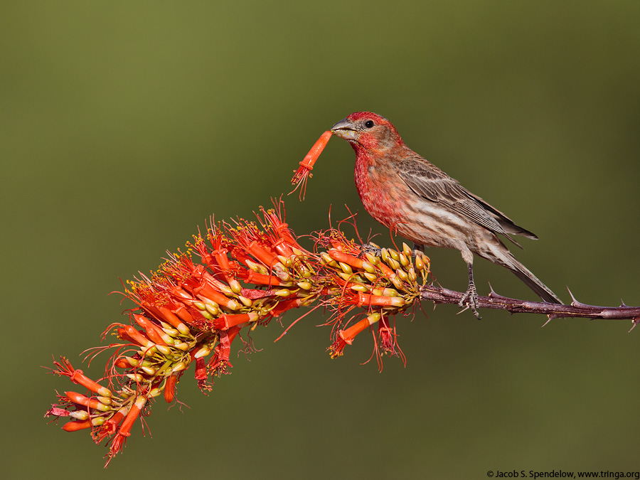 House Finch