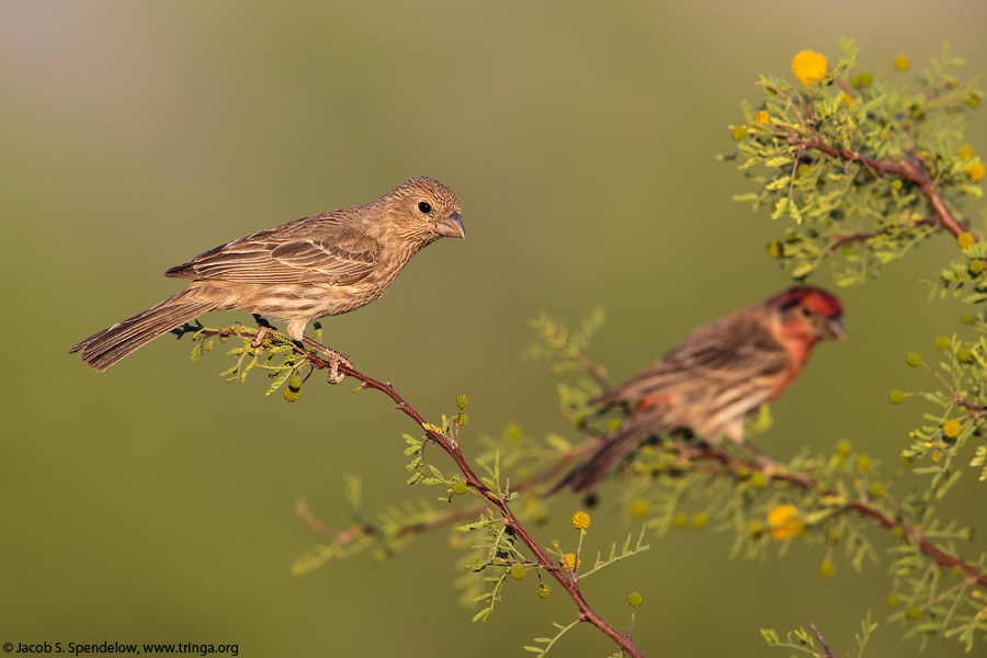 House Finch