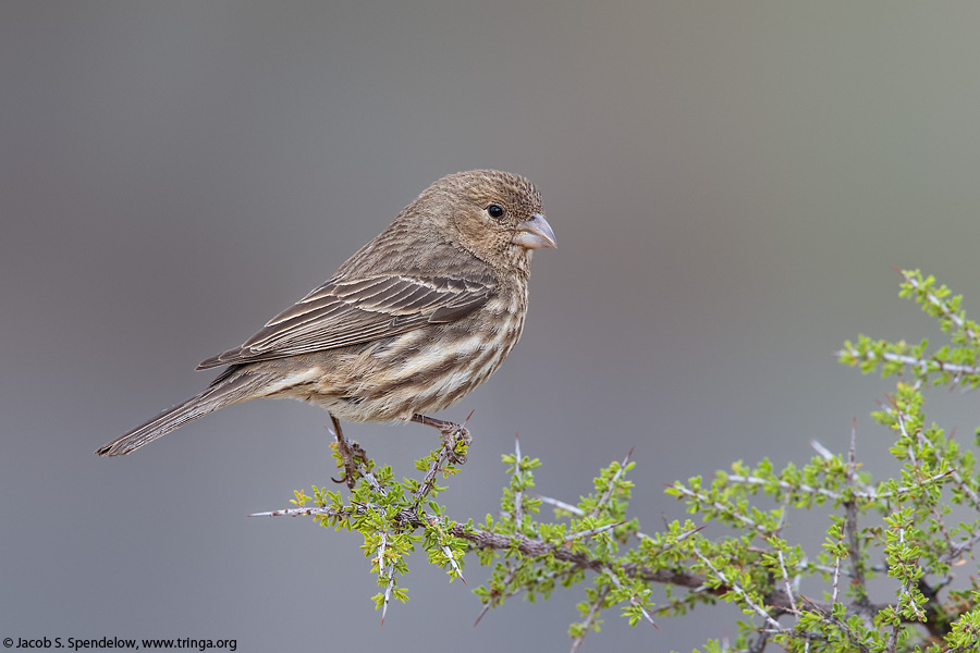 House Finch