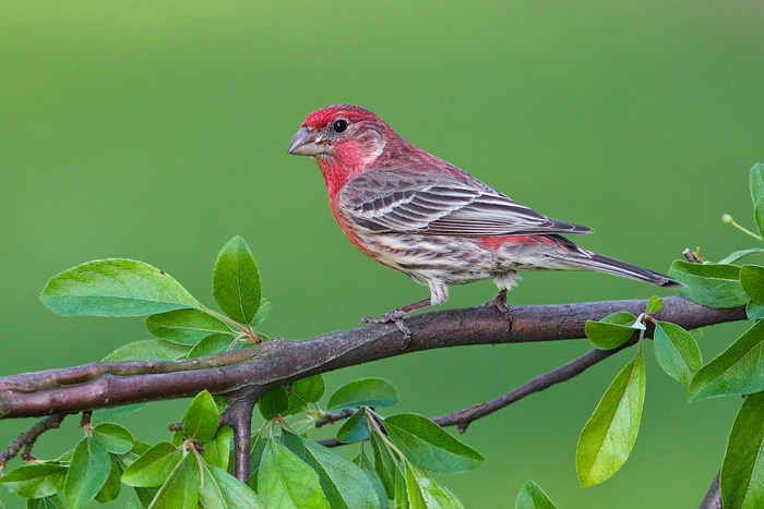 House Finch