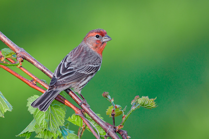 House Finch