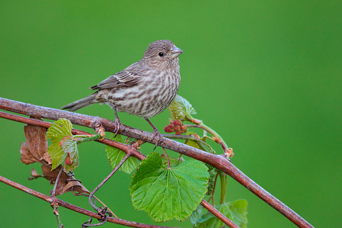 House Finch