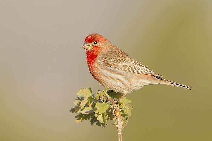 House Finch