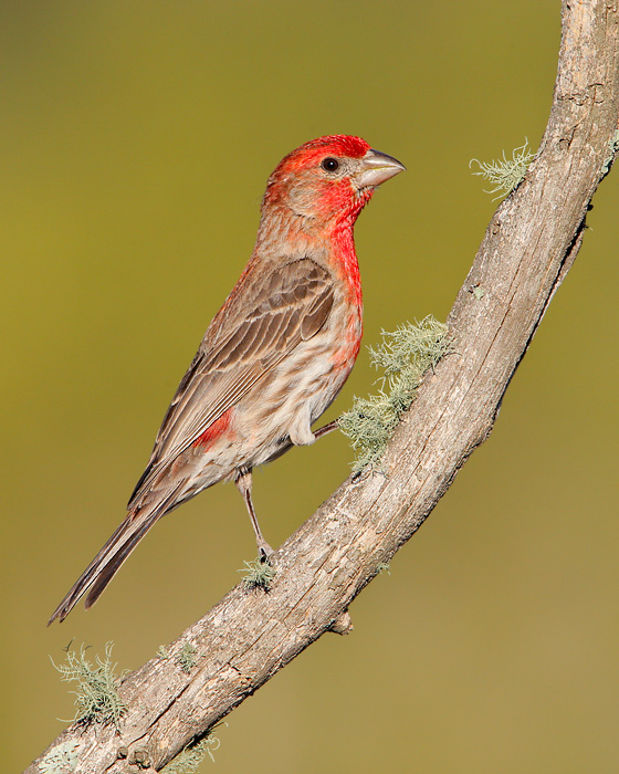 House Finch