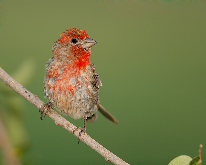 House Finch