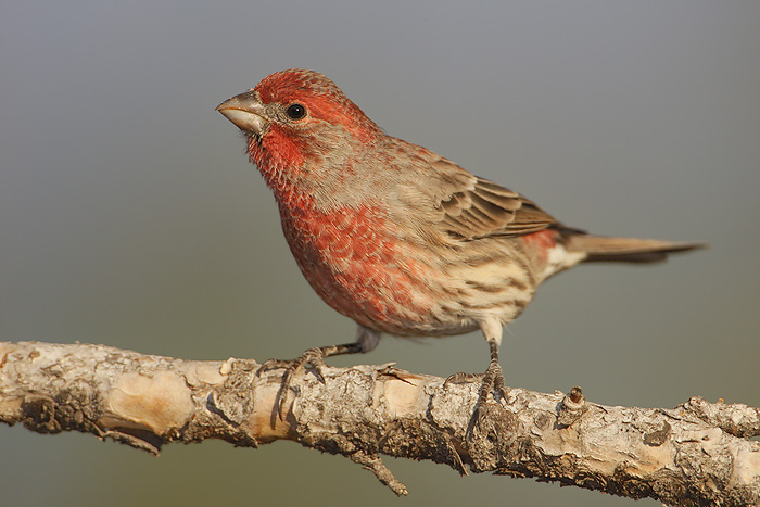 House Finch