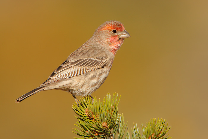 House Finch