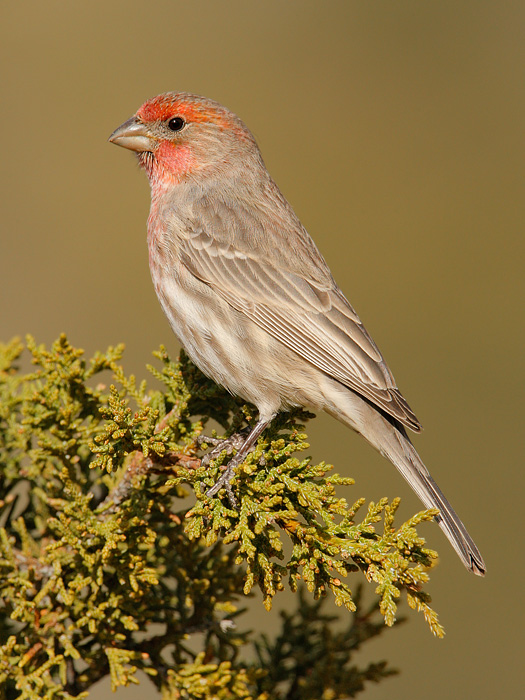 House Finch