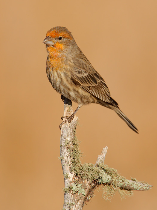 House Finch