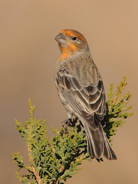 House Finch