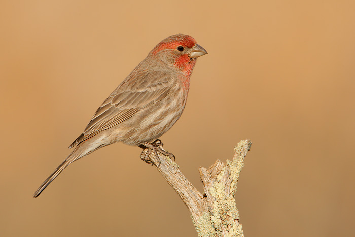 House Finch