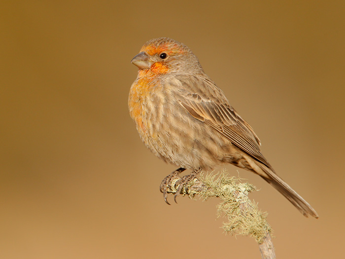 House Finch