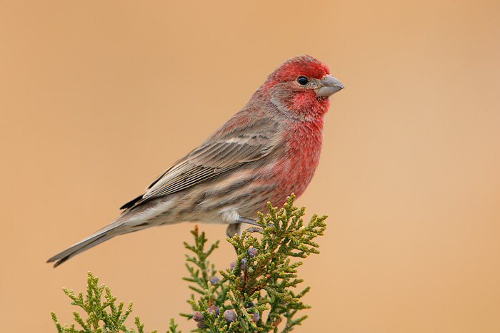 House Finch