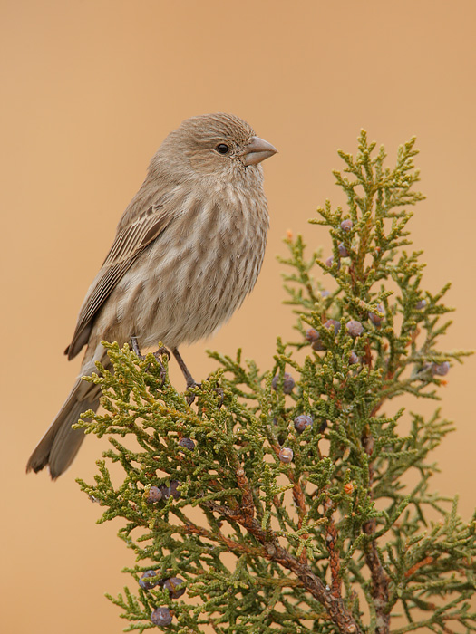 House Finch