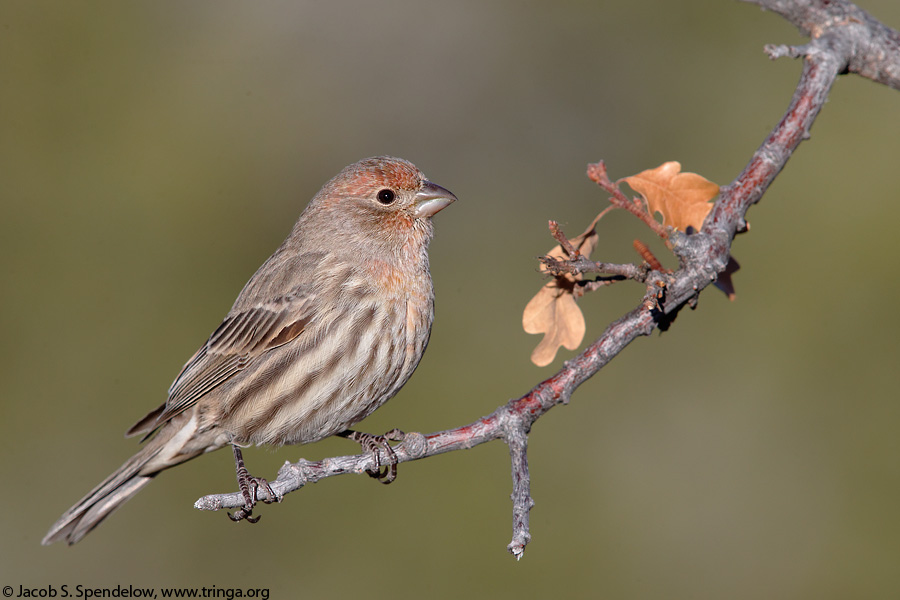 House Finch