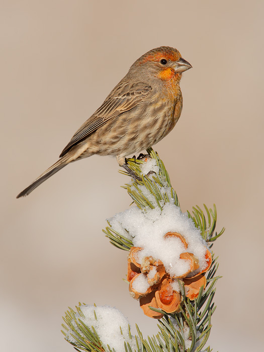 House Finch