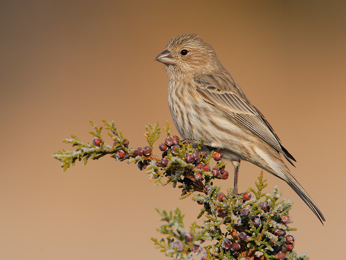 House Finch