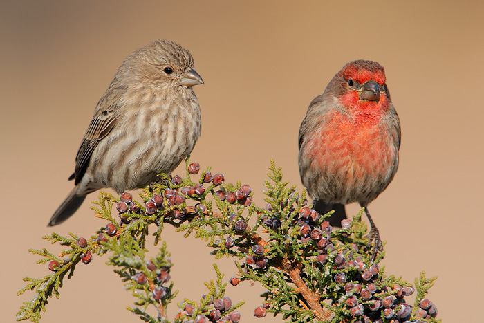 House Finch