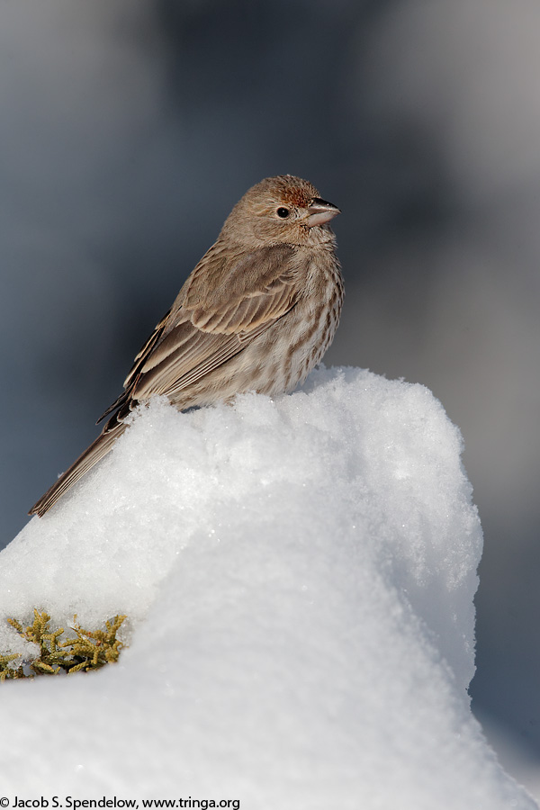 House Finch