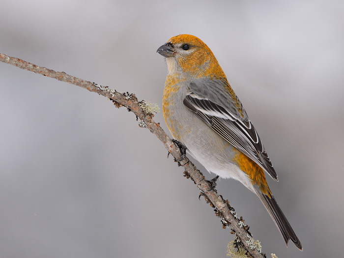 Pine Grosbeak