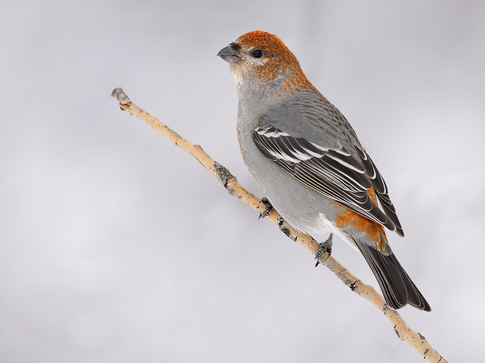 Pine Grosbeak