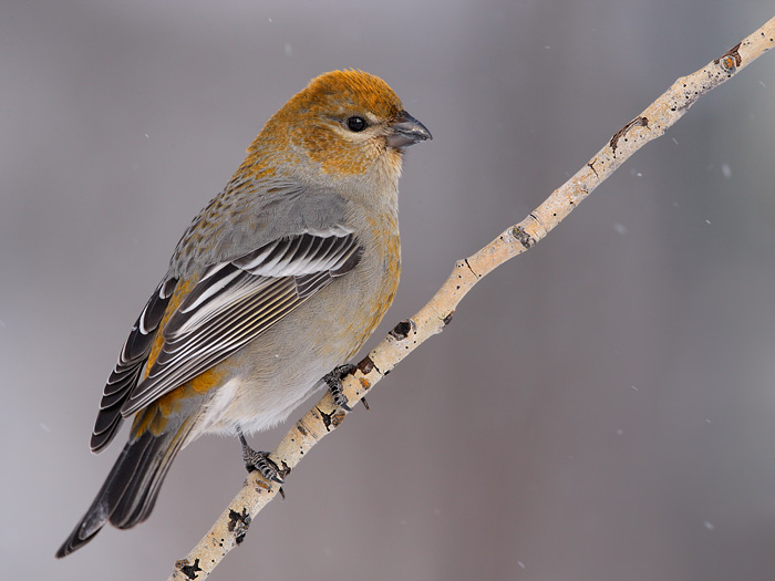 Pine Grosbeak