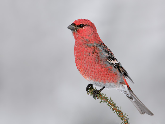 Pine Grosbeak