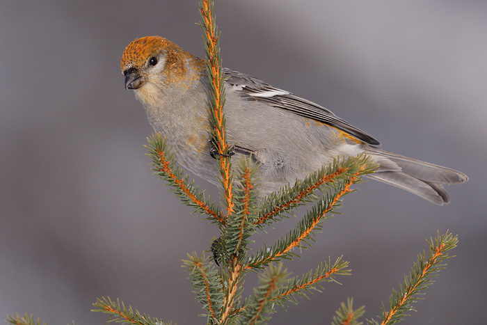 Pine Grosbeak