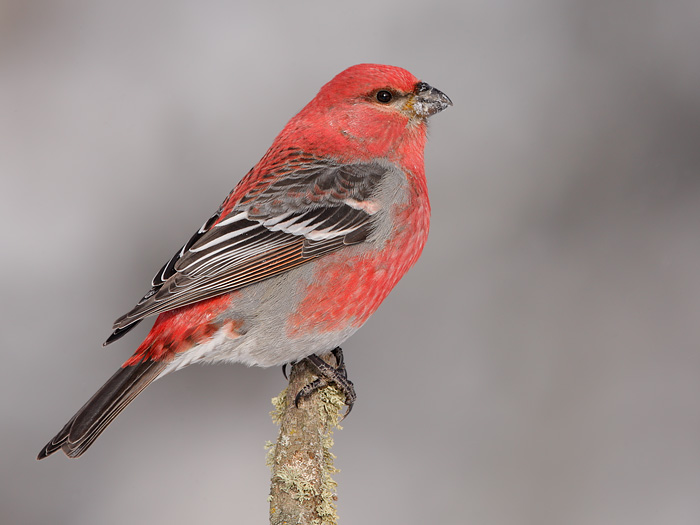 Pine Grosbeak