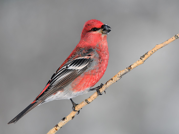 Pine Grosbeak