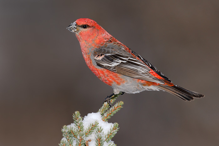 Pine Grosbeak