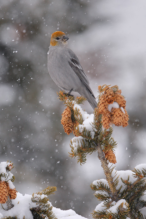 Pine Grosbeak