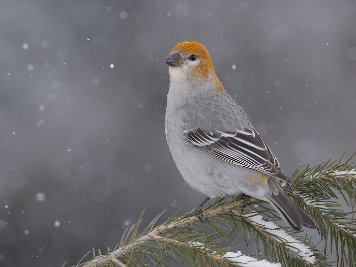 Pine Grosbeak