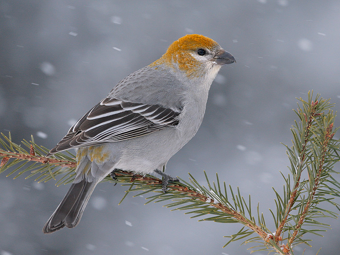 Pine Grosbeak