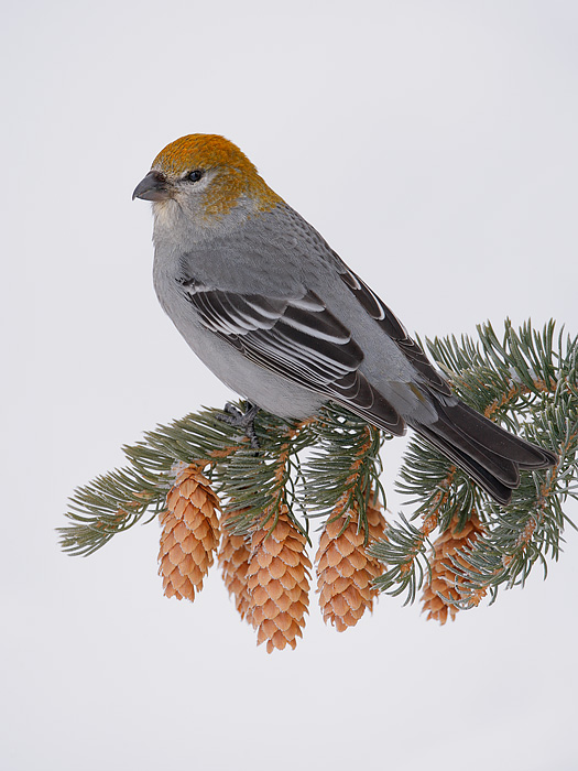 Pine Grosbeak