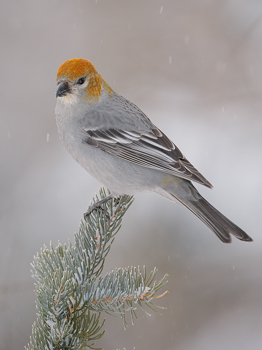 Pine Grosbeak