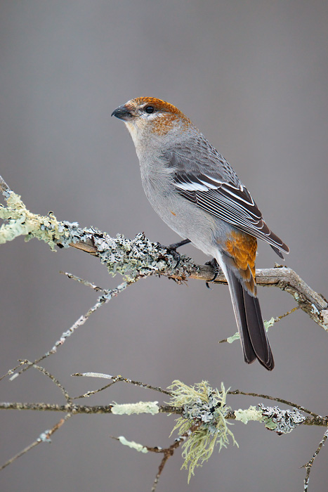 Pine Grosbeak