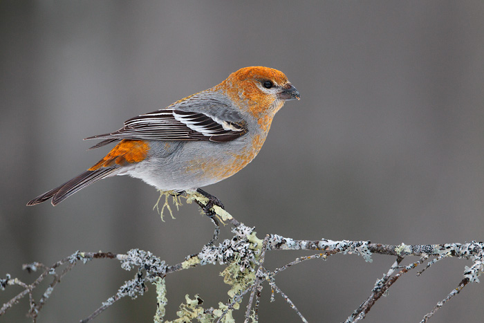 Pine Grosbeak