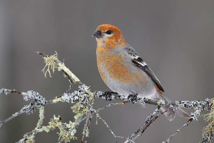 Pine Grosbeak